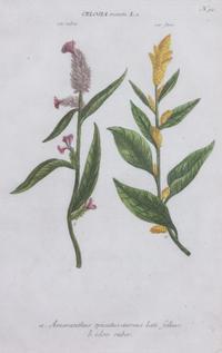 Four Framed Hand-Colored Botanical Engravings Sight size 13 1/4 x 8 1/2 inches. — 19TH CENTURY