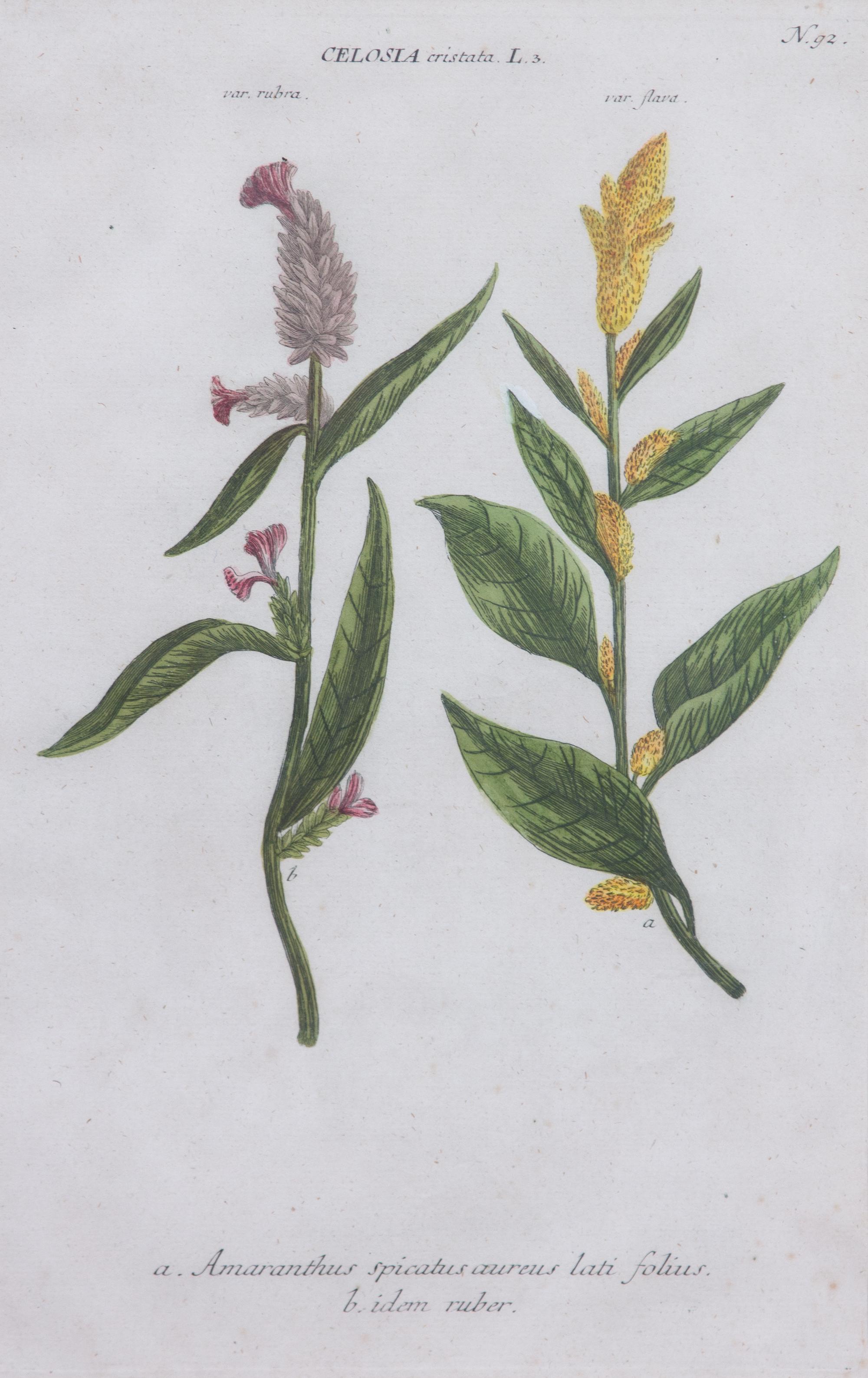 Four Framed Hand-Colored Botanical Engravings Sight size 13 1/4 x 8 1/2 inches. — 19TH CENTURY