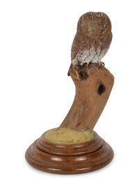 Saw Whet Owl