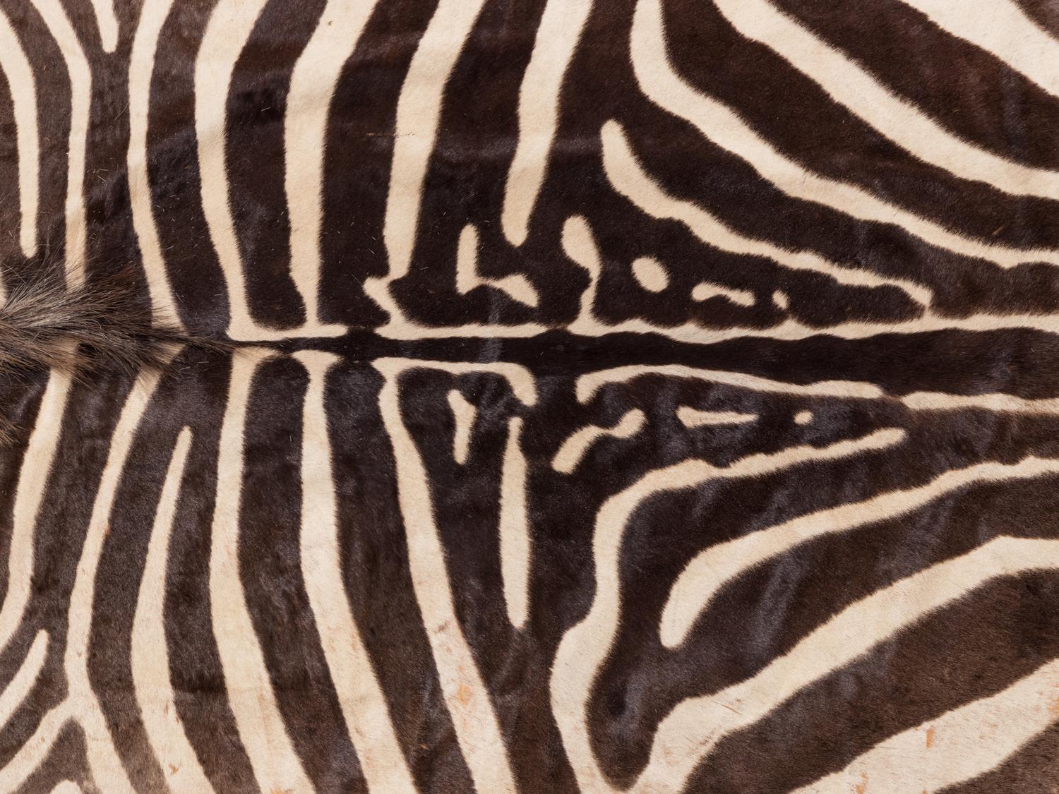 A Taxidermy Zebra Rug