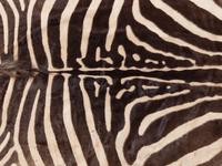 A Taxidermy Zebra Rug