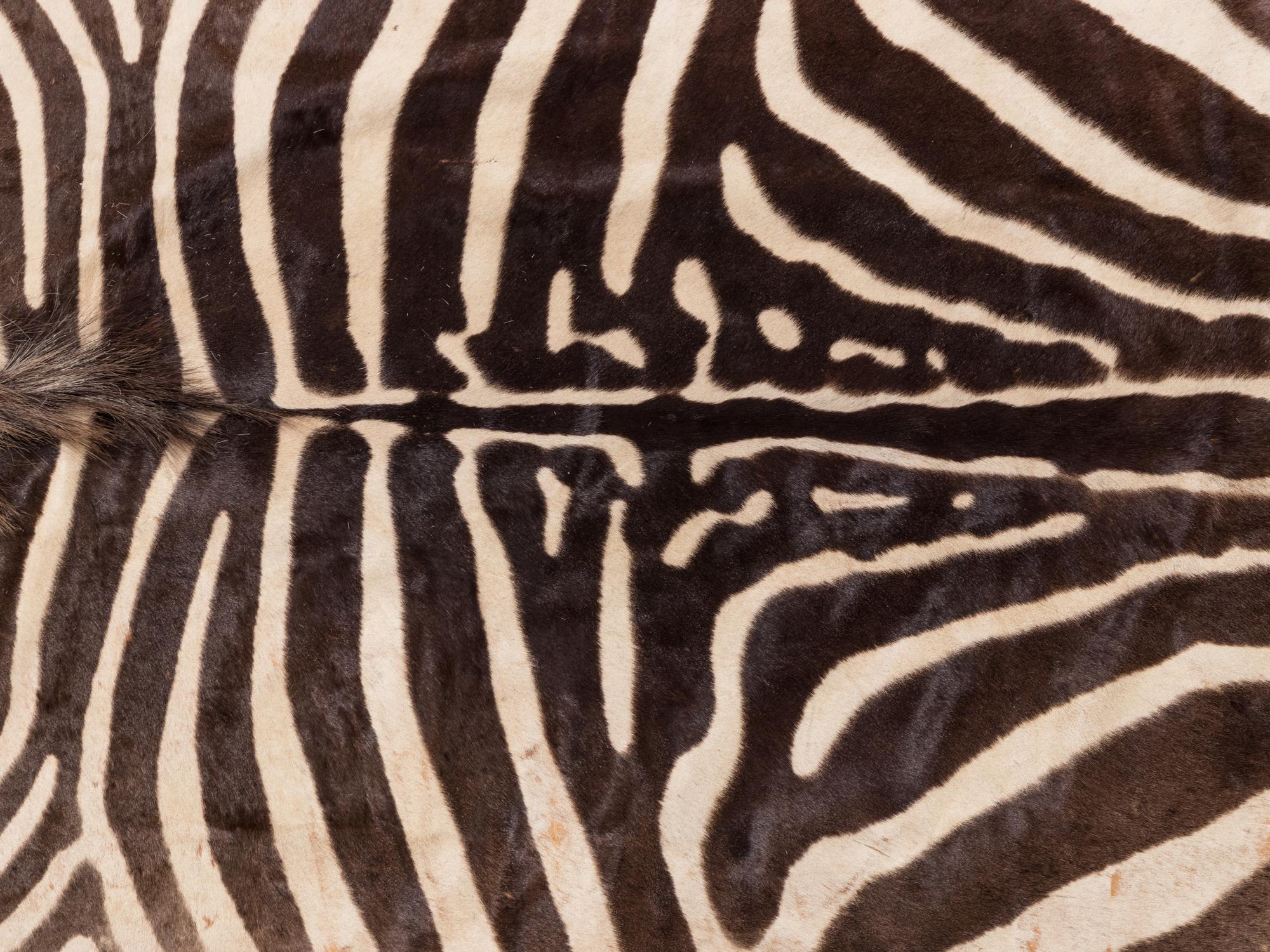 A Taxidermy Zebra Rug