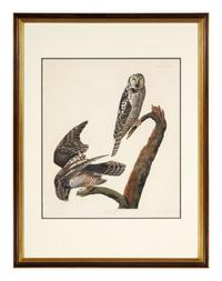 AUDUBON, John James (1785-1851). Hawk Owl (Plate CCCLXXVIII) Strix funerea