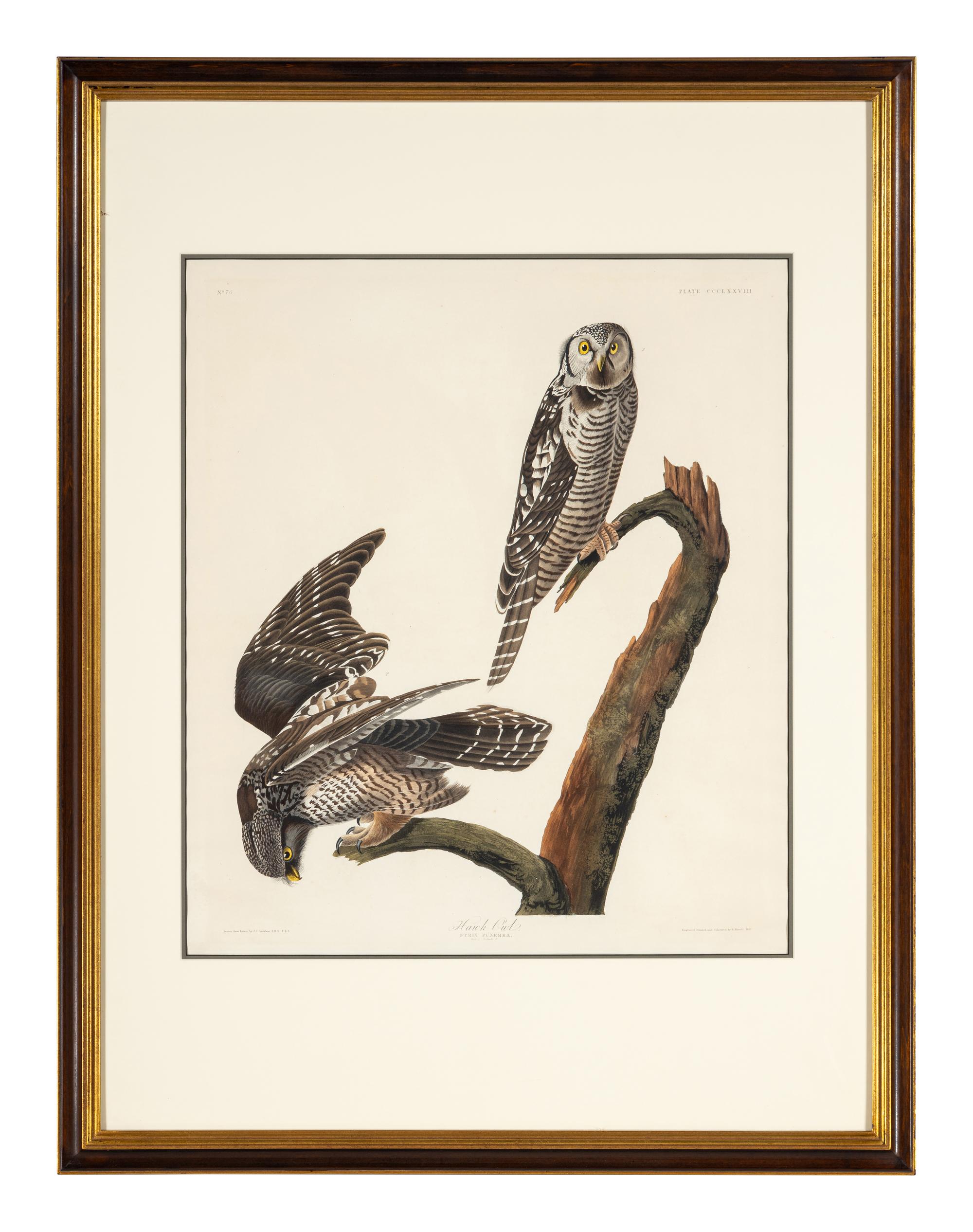 AUDUBON, John James (1785-1851). Hawk Owl (Plate CCCLXXVIII) Strix funerea