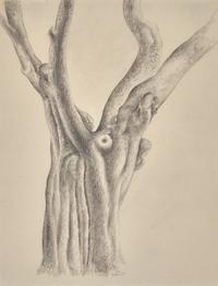 Tree, 1920