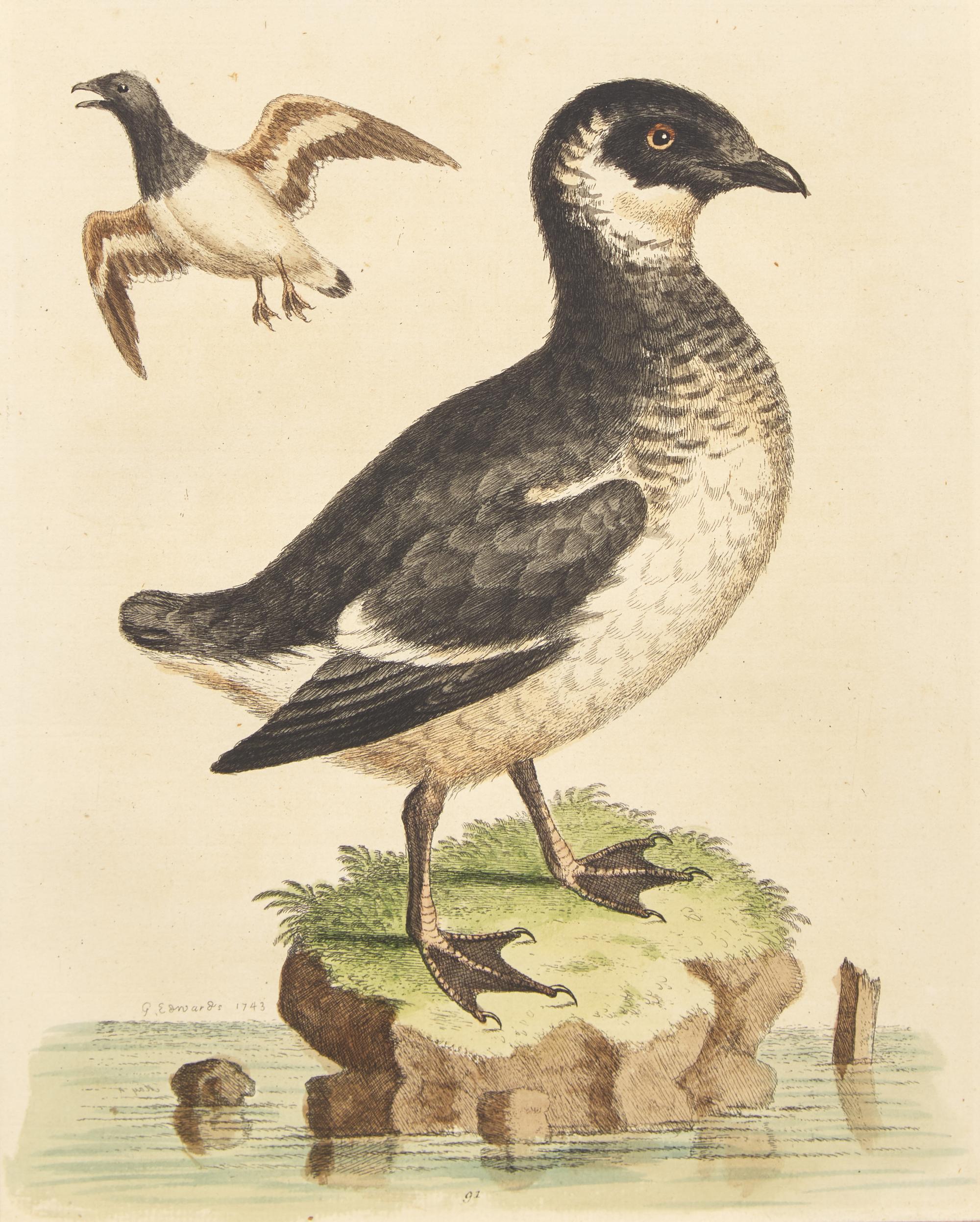 George Edwards (English, 1694-1773), A Set of Twelve Framed Hand-Colored Engravings Depicting Various Birds