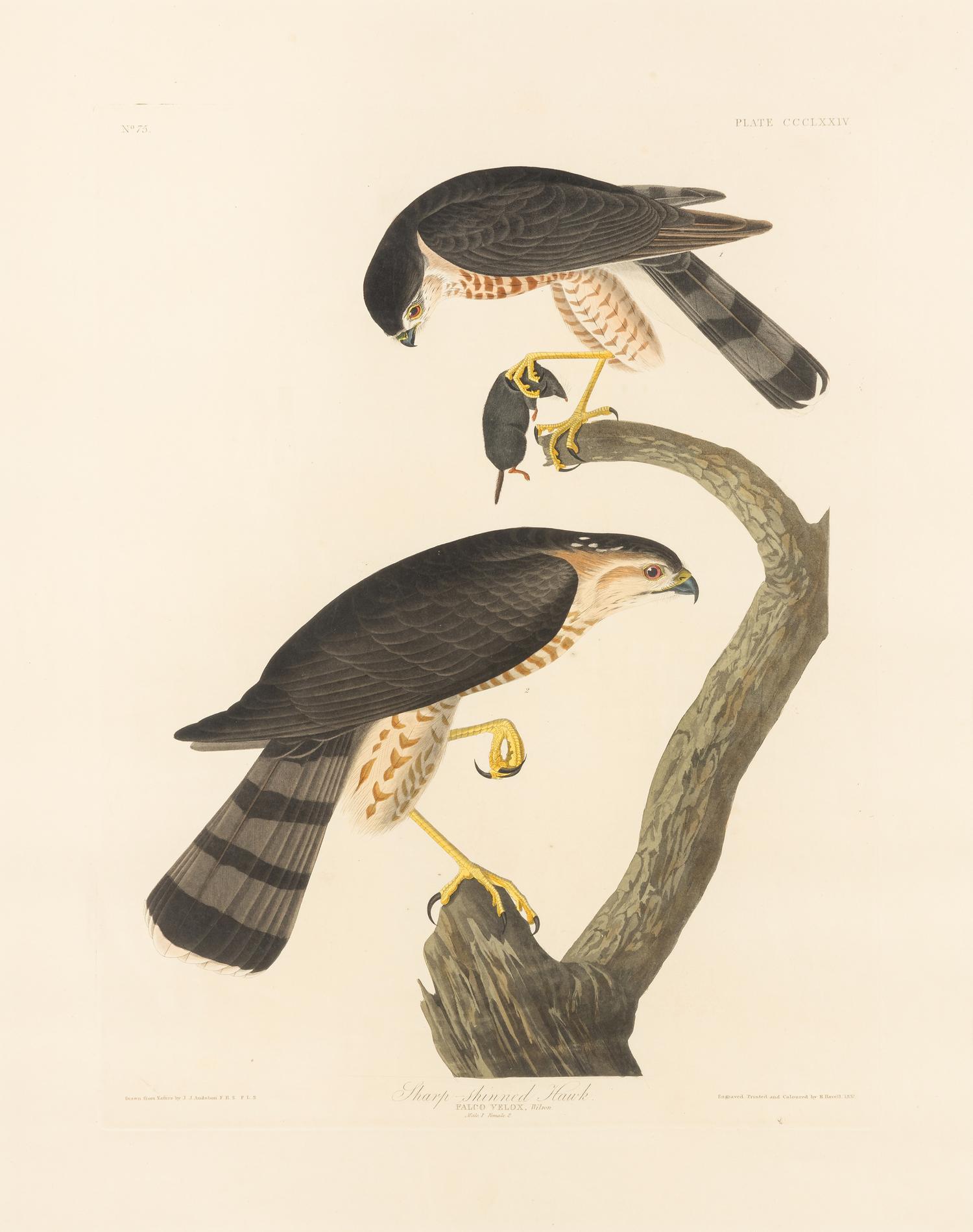 AUDUBON, John James (1785-1851) Sharp-shinned Hawk (Plate CCCLXXIV) Accipter striatus
