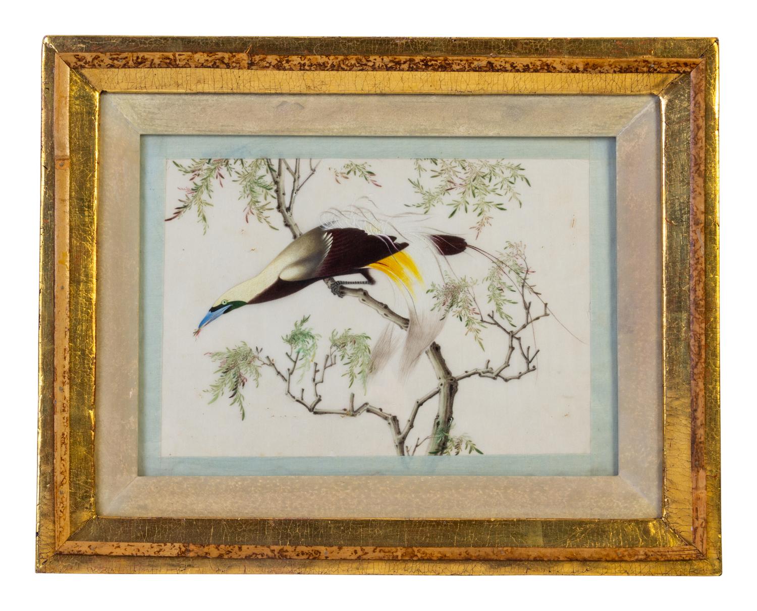 Seven Chinese Export Ornithological Scenes on Pith