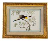 Seven Chinese Export Ornithological Scenes on Pith