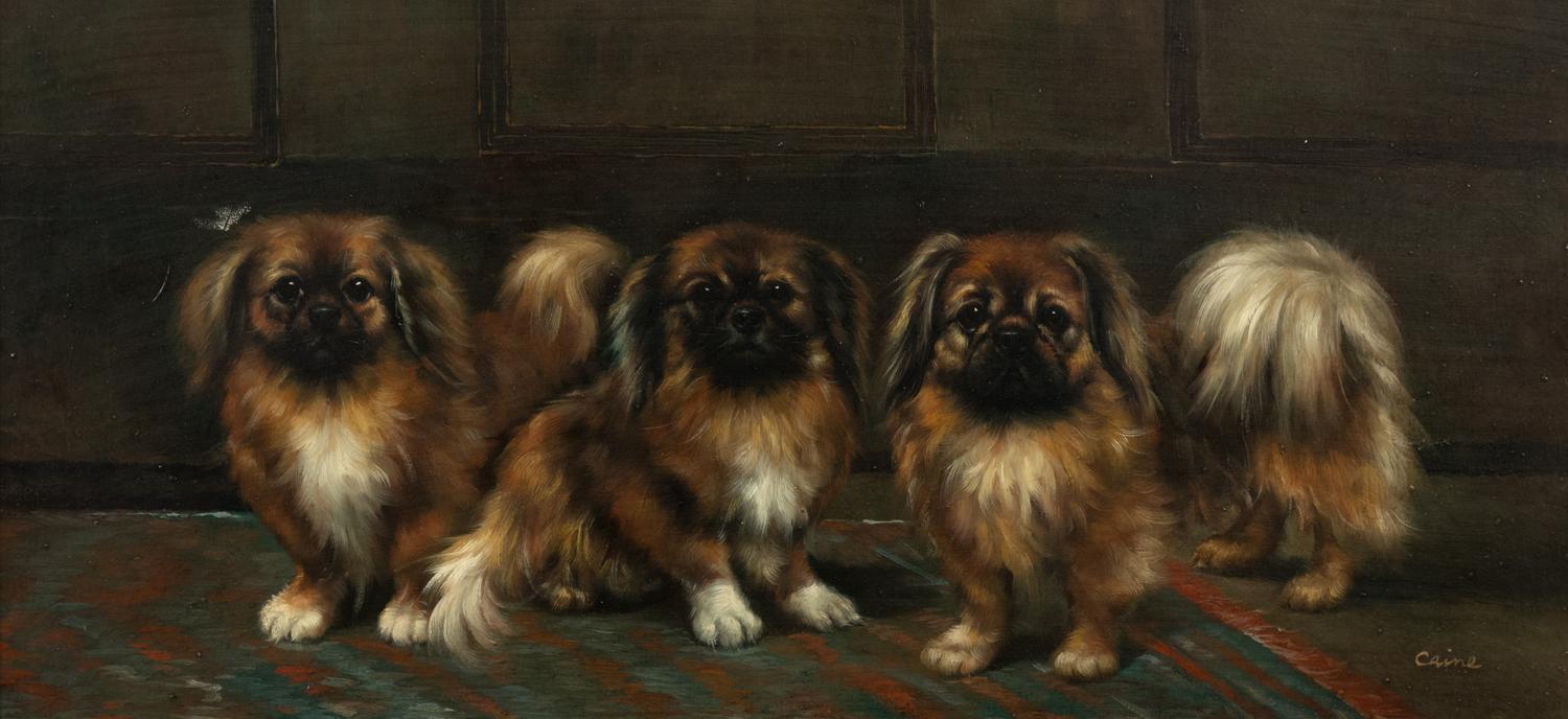 Three Pekingese Dogs