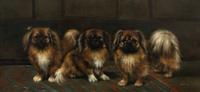 Three Pekingese Dogs