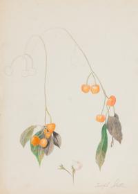 Cherry Branch with Two Roses