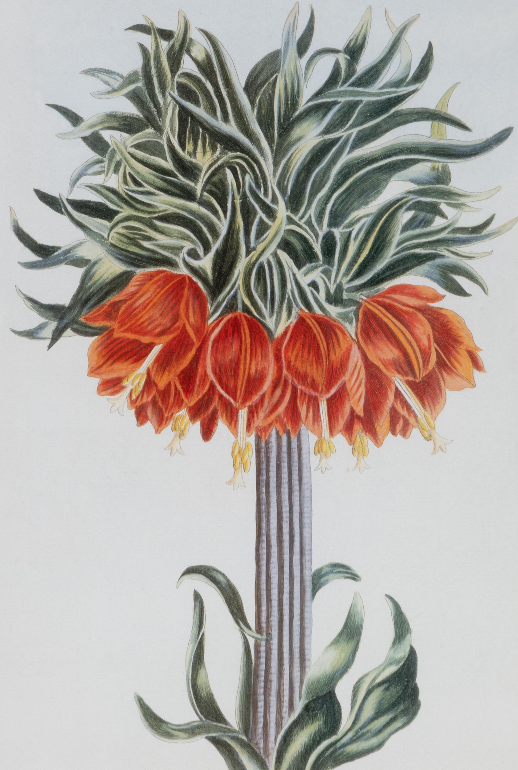 A Set of Four Botanical Prints