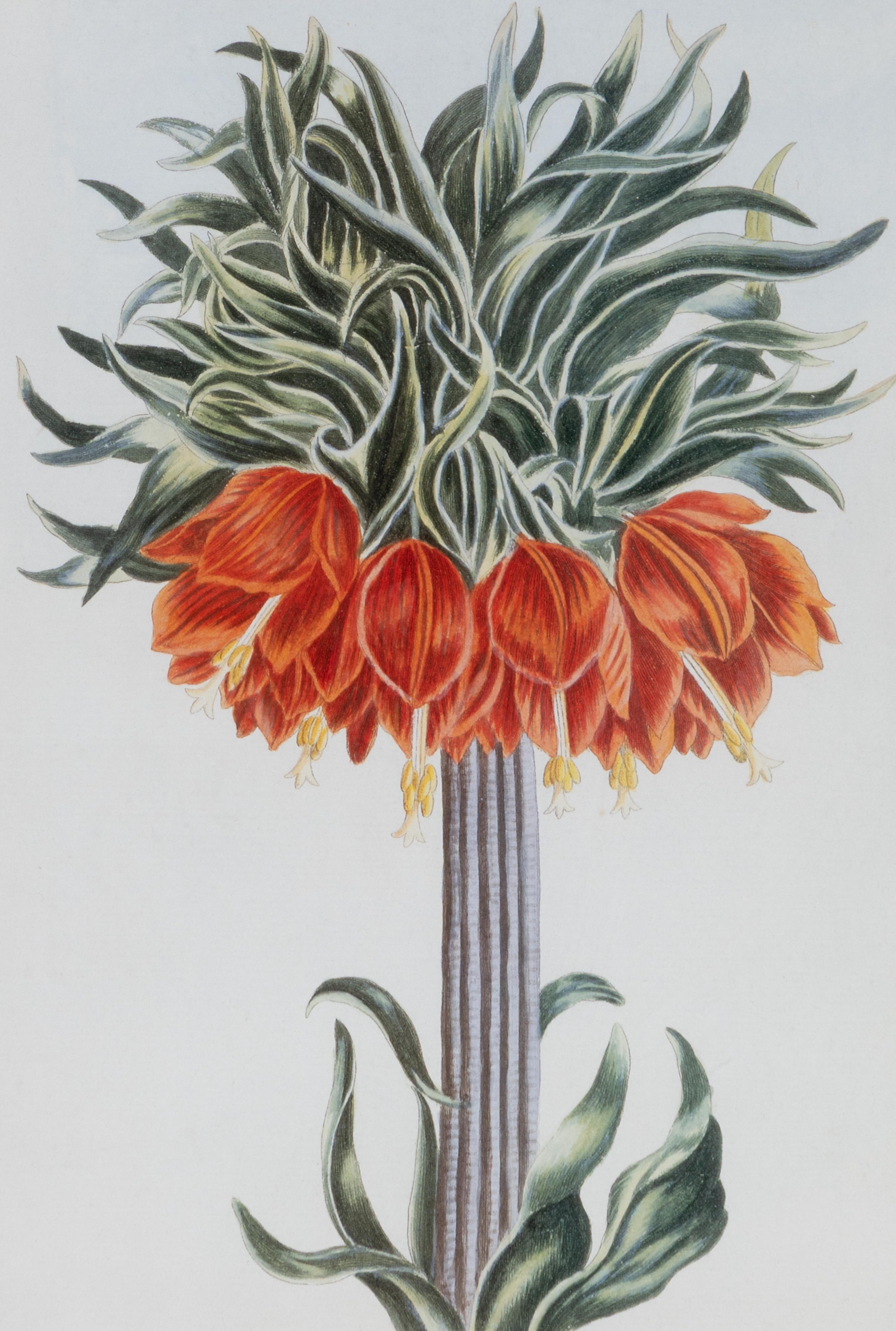 A Set of Four Botanical Prints