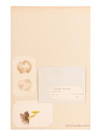 [SPECIMEN ALBUM - MUSHROOMS]. Collection of pressed and preserved Basidiomycete mushrooms, including specimens from nature and watercolor drawings. Ca 1915-1917.