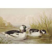 ALEXANDER POPE JUNIOR (AMERICAN 1849-1924) "BLACK DUCK" FROM UPLAND GAME BIRDS AND WATERFOWL OF THE UNITED STATES