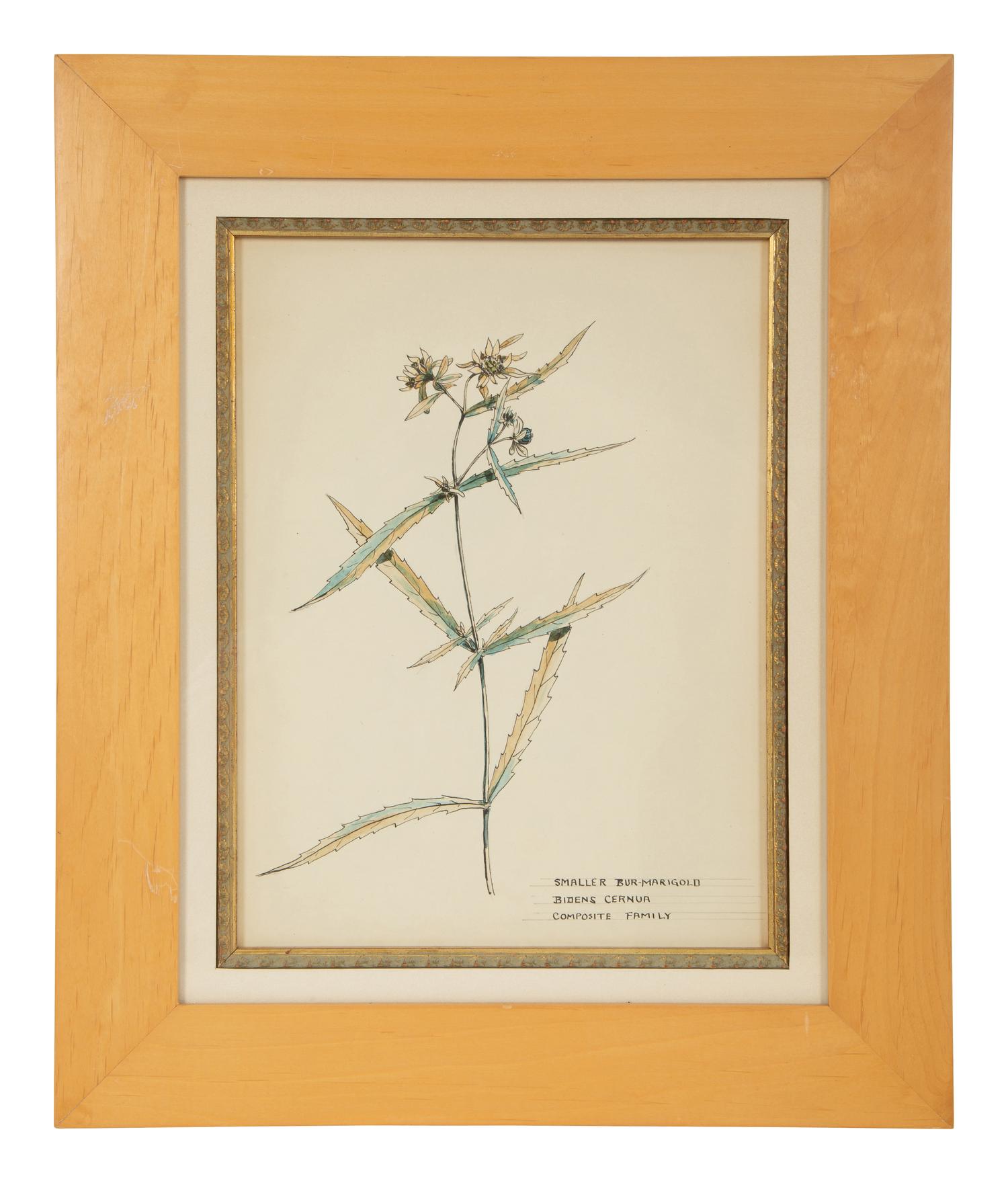 Eighteen Botanical Watercolors