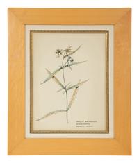 Eighteen Botanical Watercolors