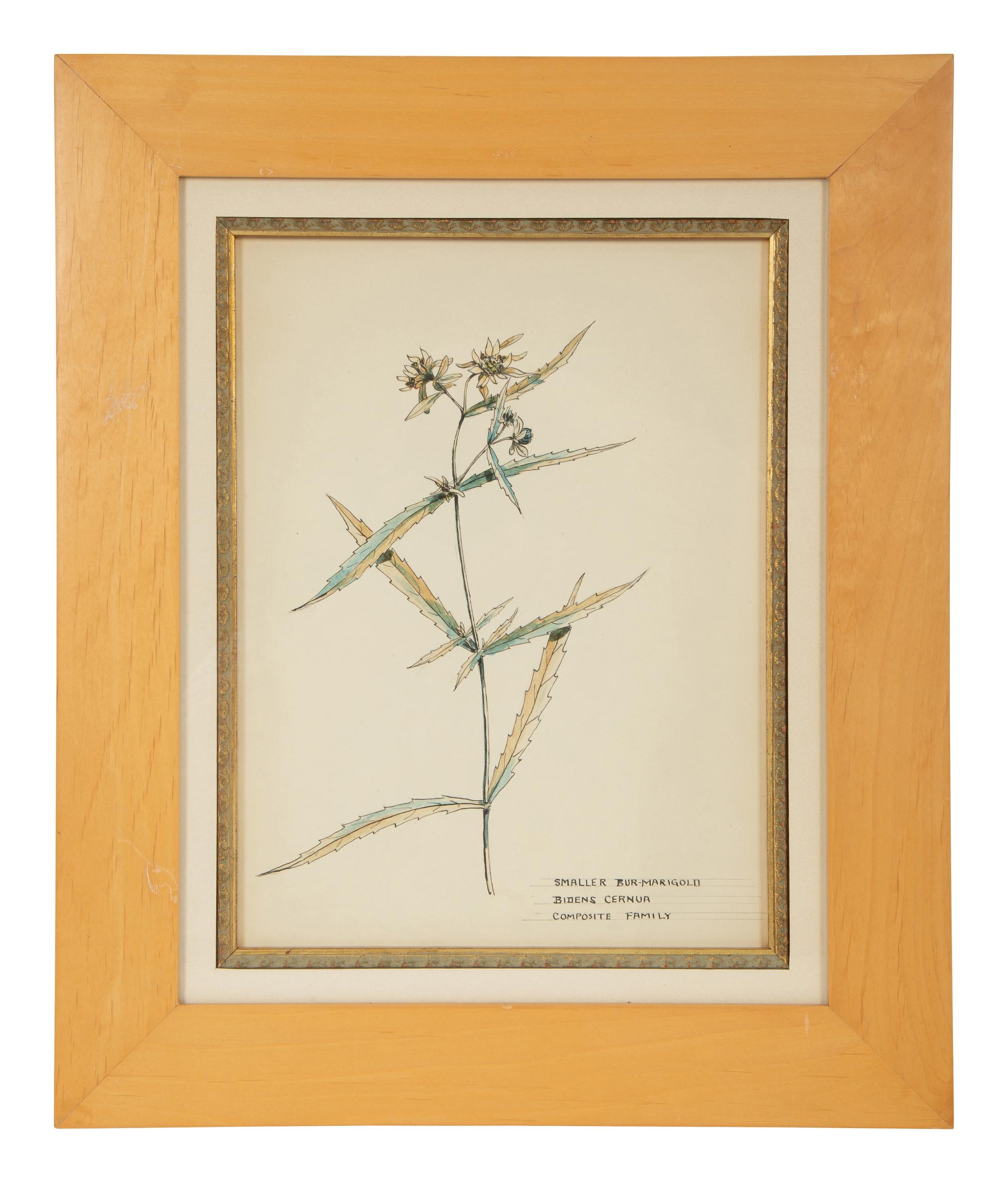 Eighteen Botanical Watercolors
