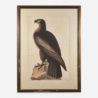 [Prints] Audubon, John J(ames). The Bird of Washington, or Great American Sea Eagle