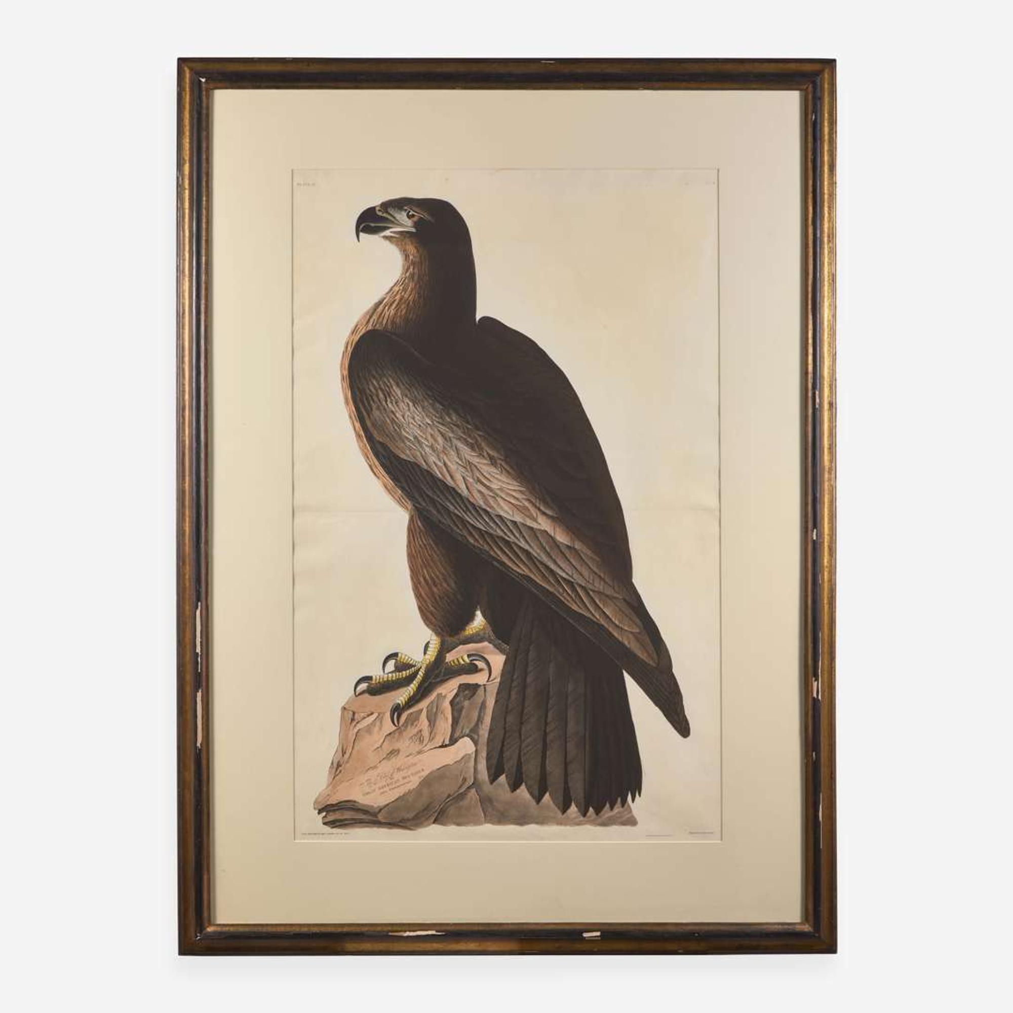 [Prints] Audubon, John J(ames). The Bird of Washington, or Great American Sea Eagle