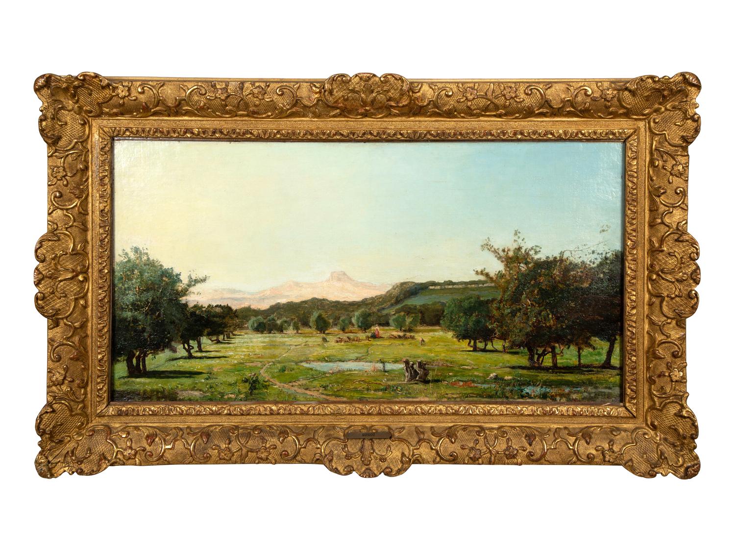 Field of Olive Trees in Provence