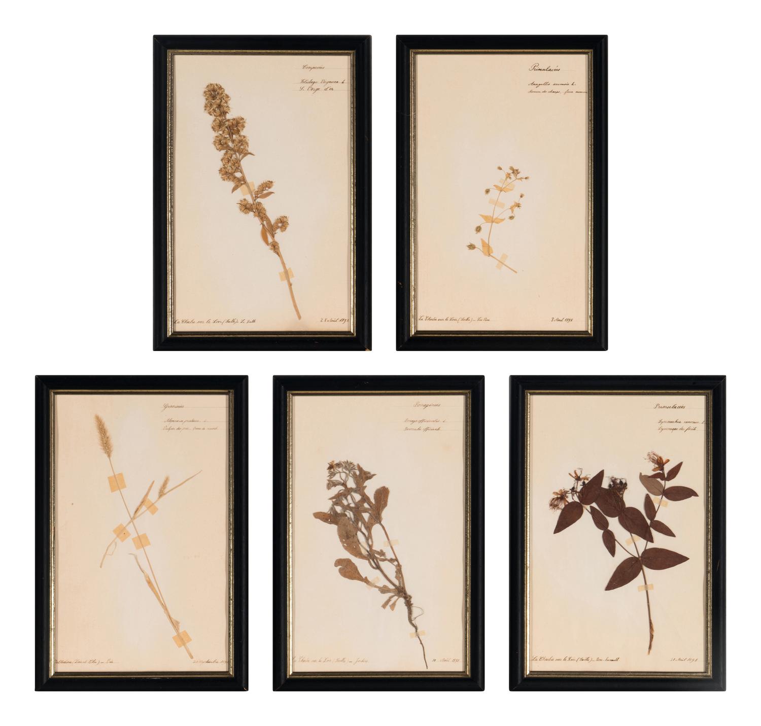 A Set of Forty-Six French Framed Botanical Specimens
