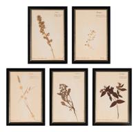 A Set of Forty-Six French Framed Botanical Specimens