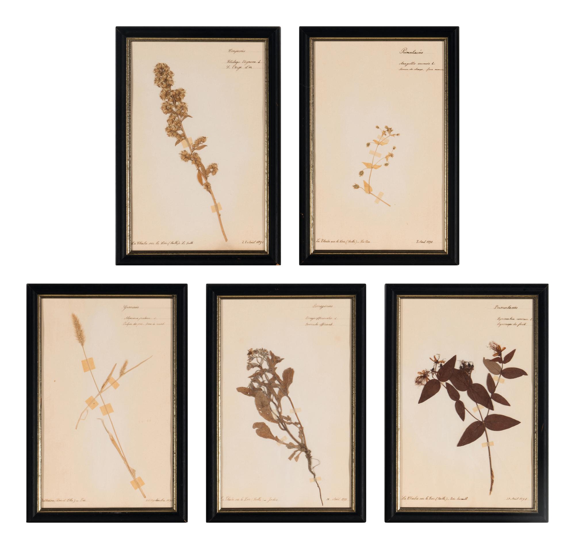 A Set of Forty-Six French Framed Botanical Specimens