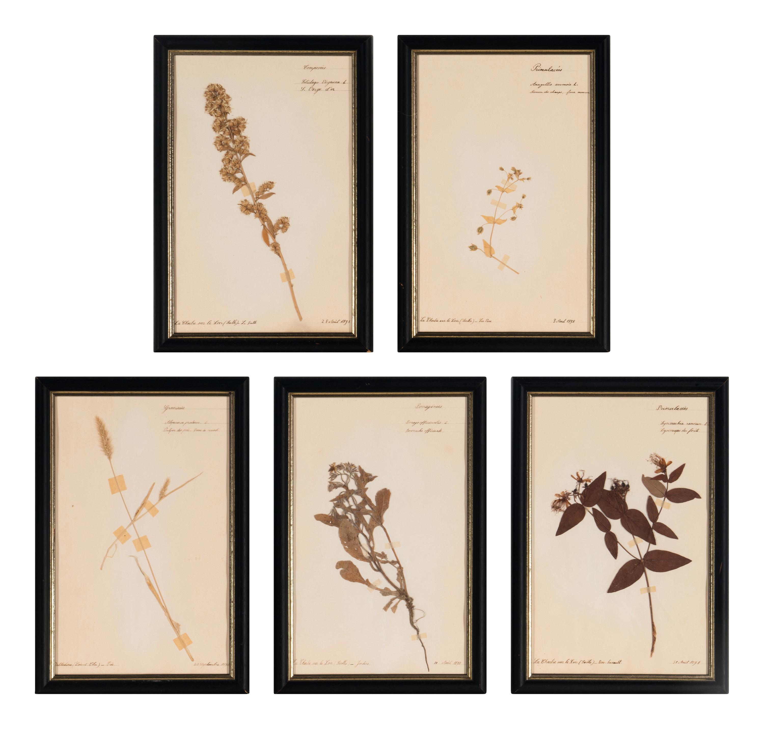 A Set of Forty-Six French Framed Botanical Specimens
