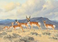 Antelope In Lonesome Valley