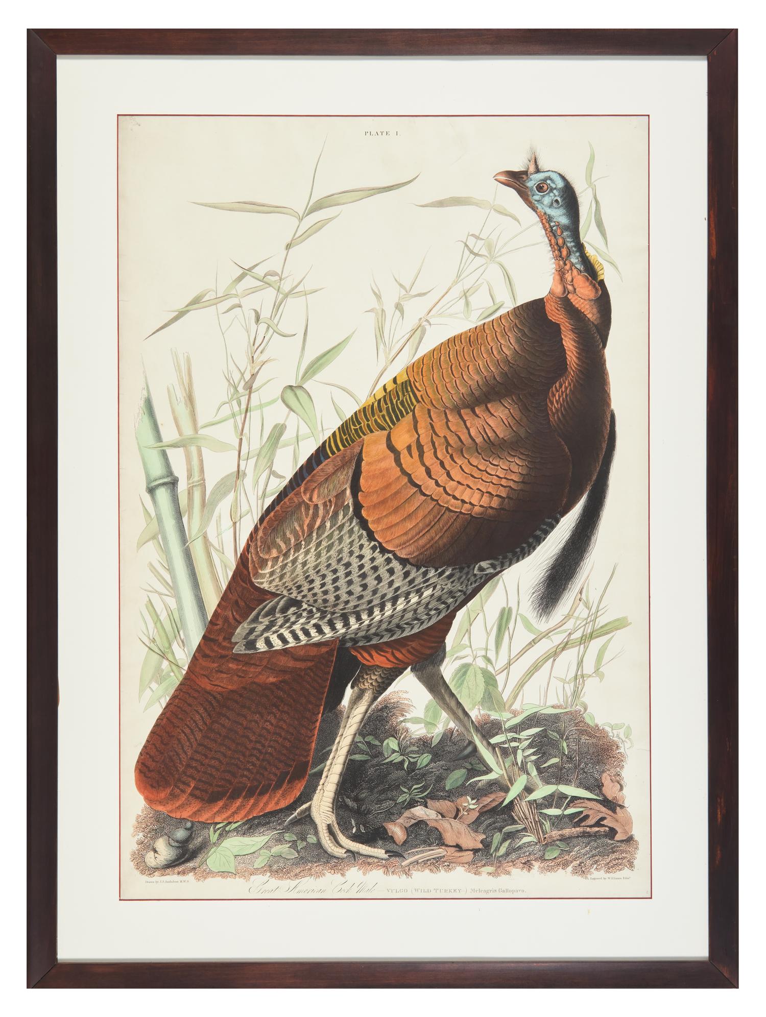 Audubon, J(ohn).J(ames). Great American Cock Male--Vulgo (Wild Turkey)