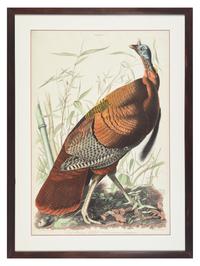 Audubon, J(ohn).J(ames). Great American Cock Male--Vulgo (Wild Turkey)