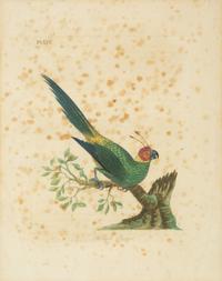 A Collection Ten Ornithological Gilt Framed Hand Colored Lithographs from Shaw's General Zoology — 19TH/20TH CENTURY