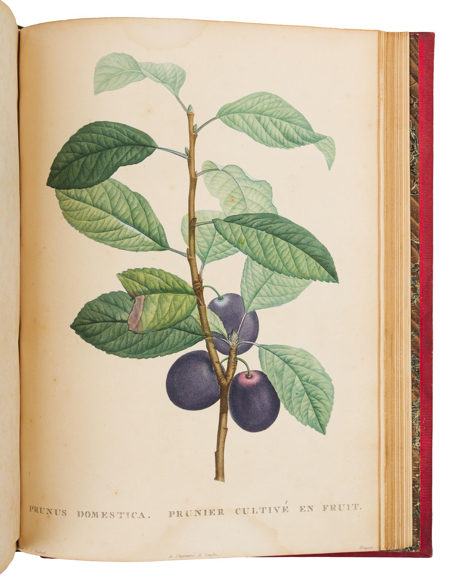 [BOTANICAL]. ROUSSEAU, Jean Jacques (1712-1778). La Botanique. Paris: Baudouin Freres, 1821-1822.