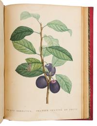[BOTANICAL]. ROUSSEAU, Jean Jacques (1712-1778). La Botanique. Paris: Baudouin Freres, 1821-1822.