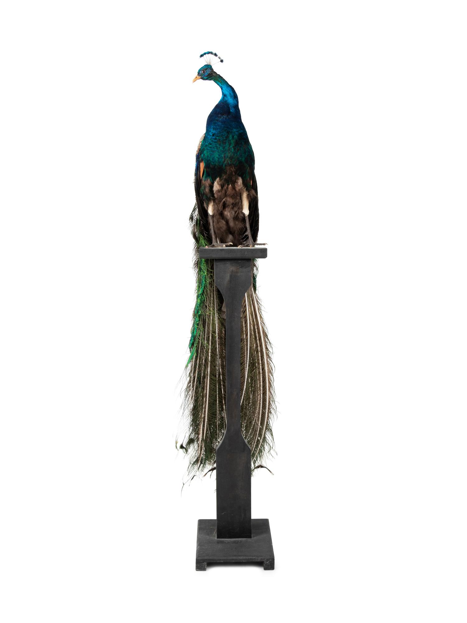 A Taxidermy Peacock