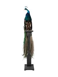 A Taxidermy Peacock