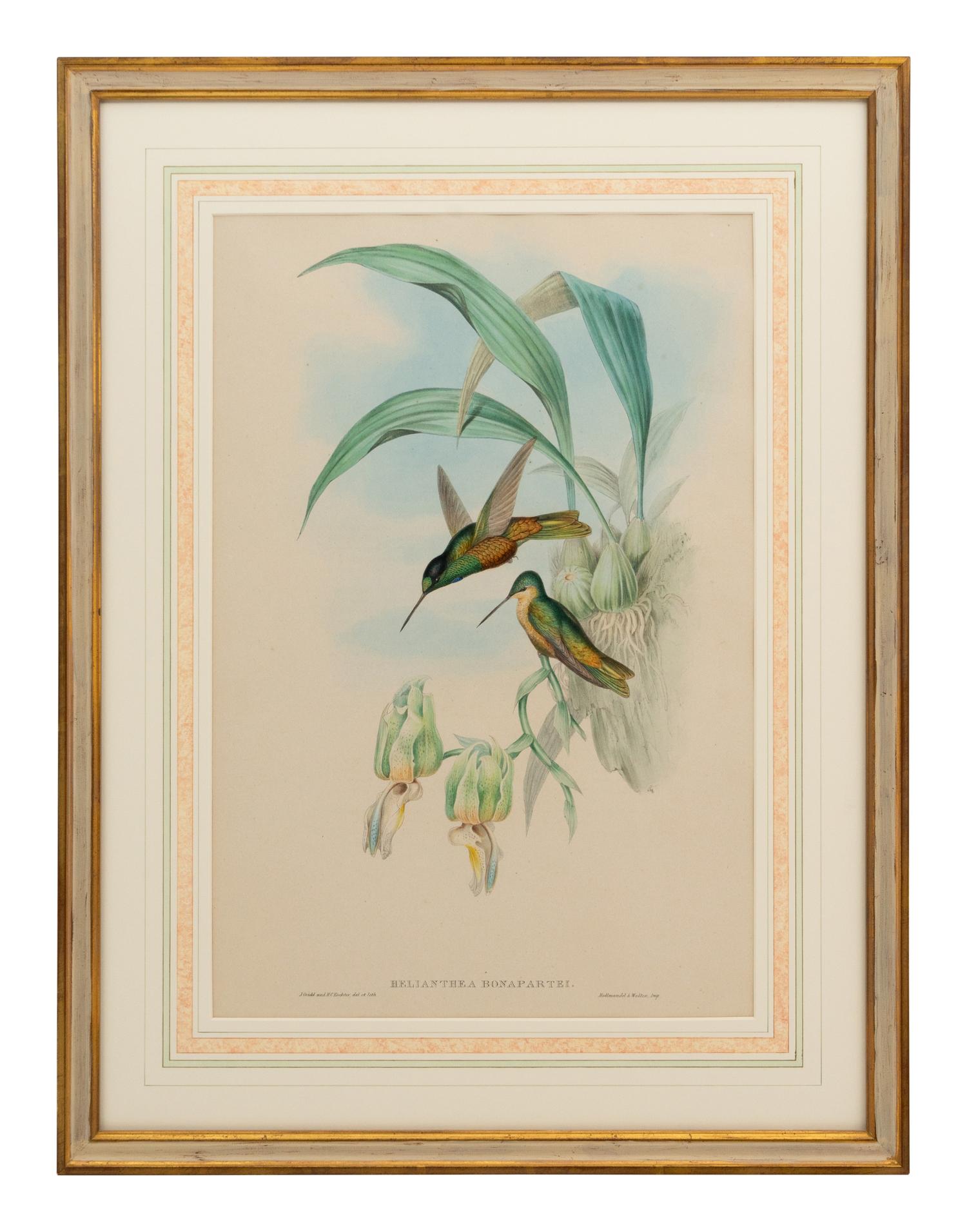 A Set of Five John Gould Naturalist Prints and an Associated Parrot Print