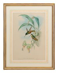 A Set of Five John Gould Naturalist Prints and an Associated Parrot Print