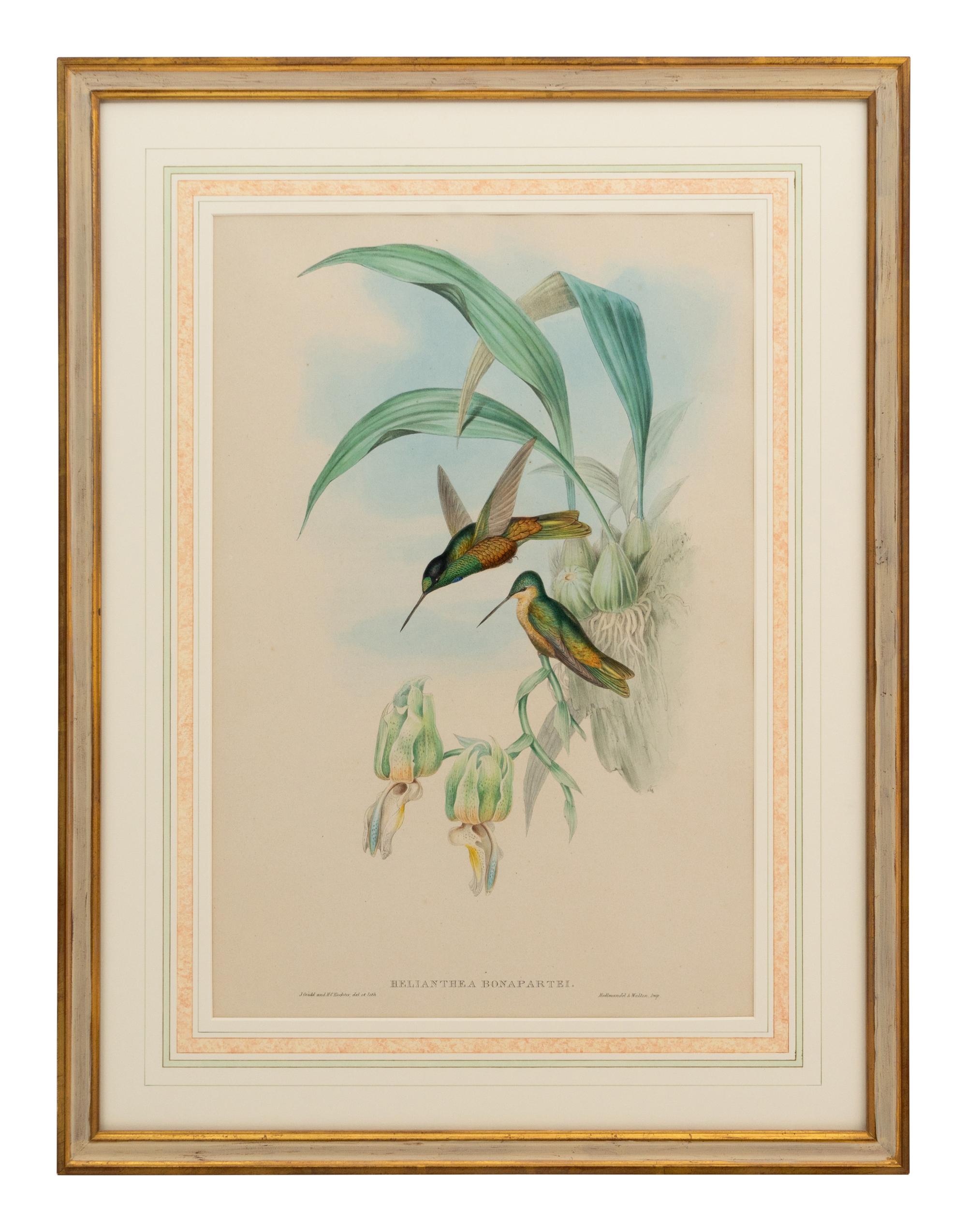 A Set of Five John Gould Naturalist Prints and an Associated Parrot Print