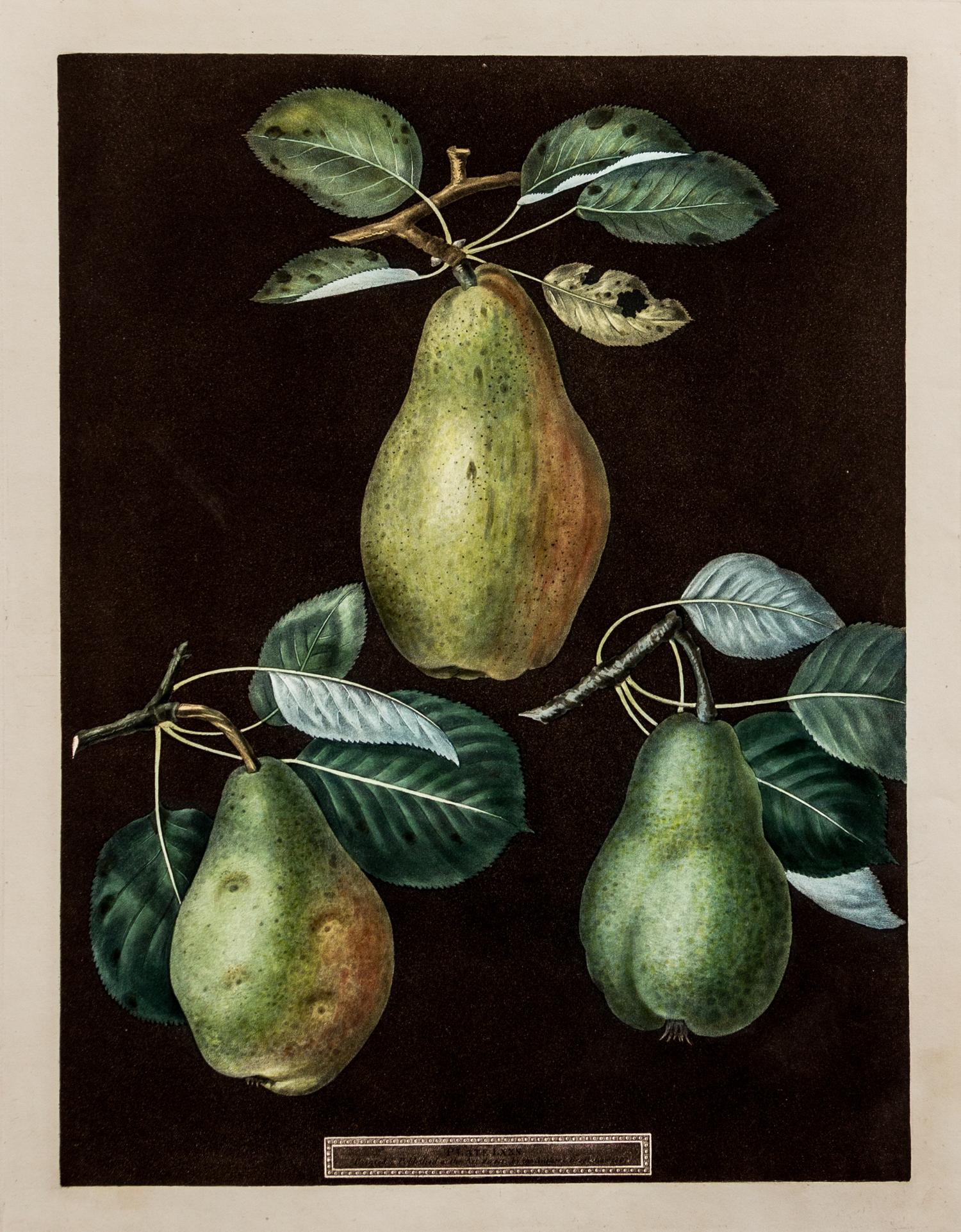 Brookshaw, George (1751-1823) Three Pears (Plate LXXX) -- Six Apples (Plate LXXXVIII) from Pomona Britannica , watermarked 1822