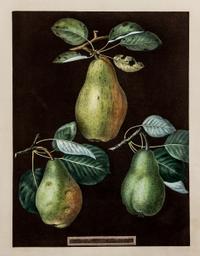 Brookshaw, George (1751-1823) Three Pears (Plate LXXX) -- Six Apples (Plate LXXXVIII) from Pomona Britannica , watermarked 1822