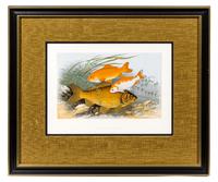 Two Ichthyological Prints Each 9 1/8 x 12 3/8 (visible).