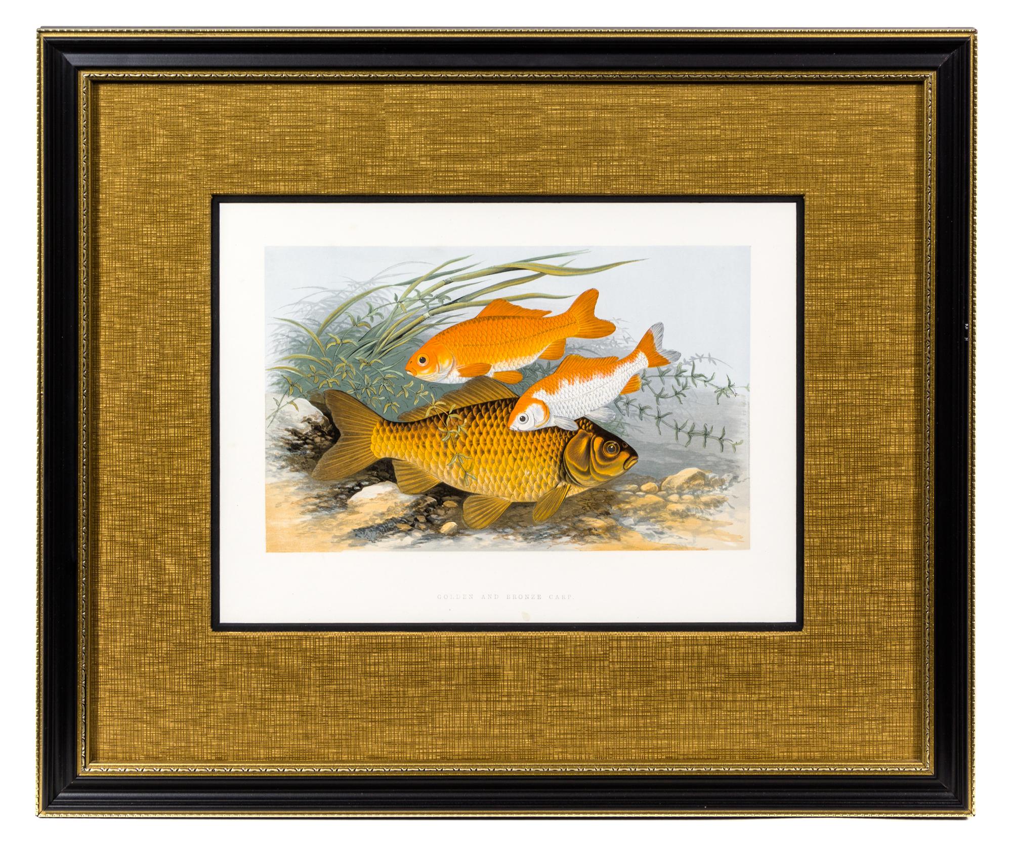 Two Ichthyological Prints Each 9 1/8 x 12 3/8 (visible).