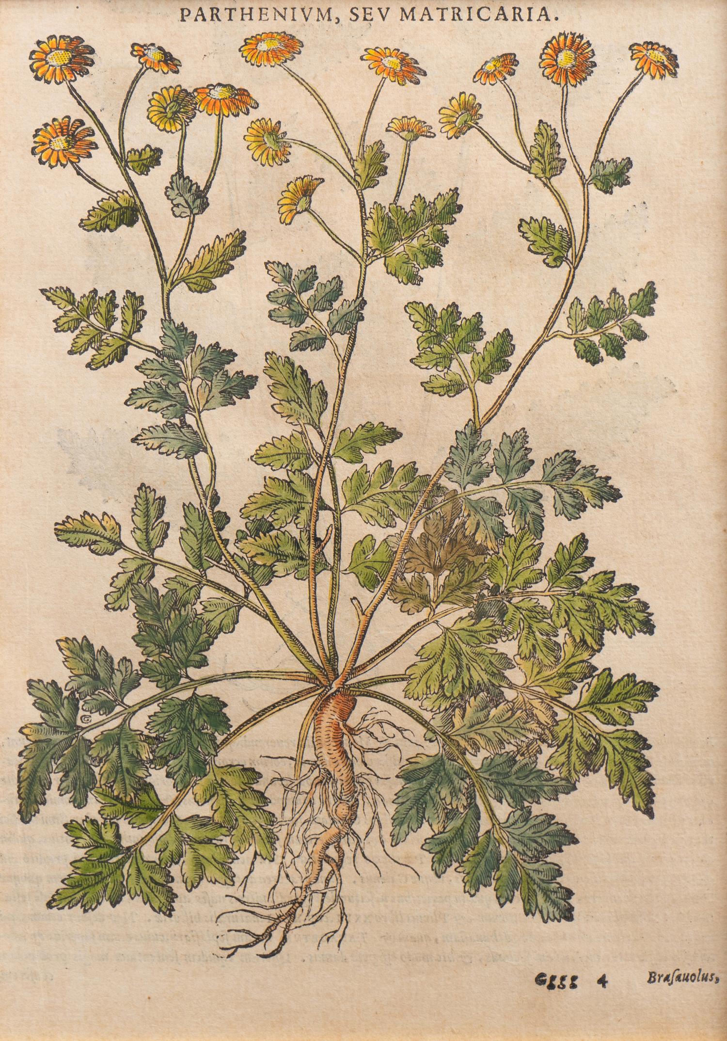 A Group of Eight Hand Colored Engravings Possibly After Matthias de l'Obel — 19TH CENTURY