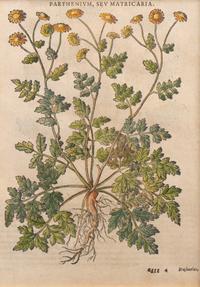 A Group of Eight Hand Colored Engravings Possibly After Matthias de l'Obel — 19TH CENTURY