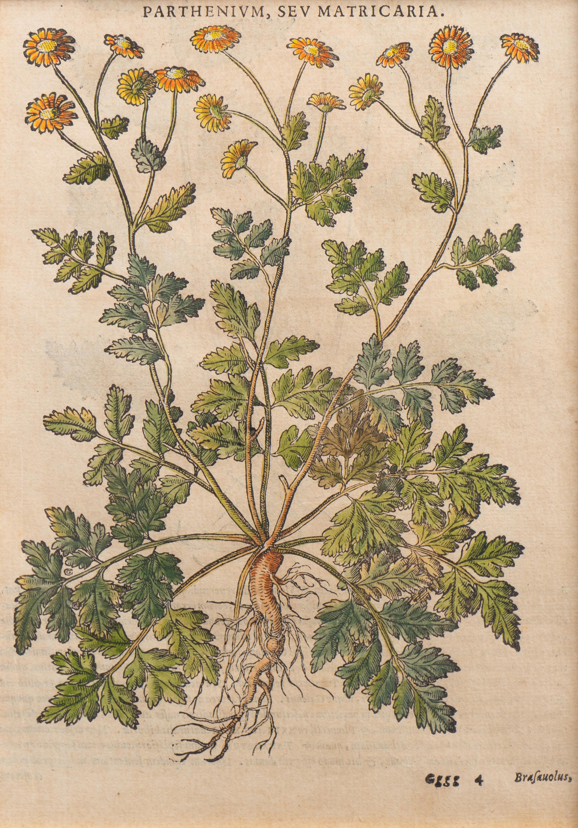 A Group of Eight Hand Colored Engravings Possibly After Matthias de l'Obel — 19TH CENTURY