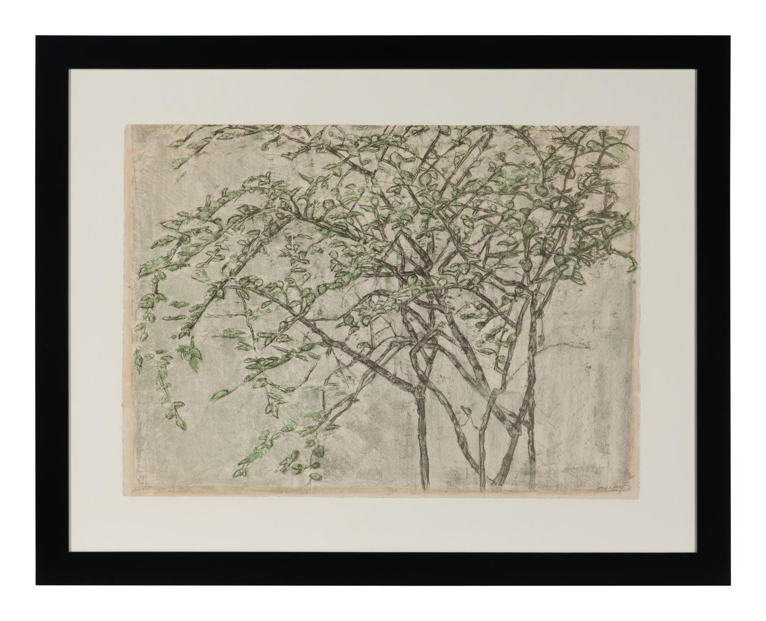 Tree Branches