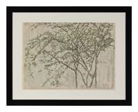 Tree Branches
